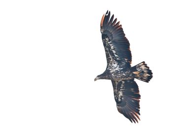 Juvenile bald eagle flying