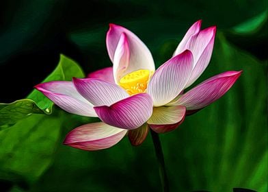 Lotus