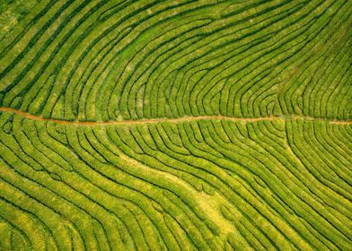 tea plantation