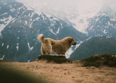 HILL AND DOG VIEW