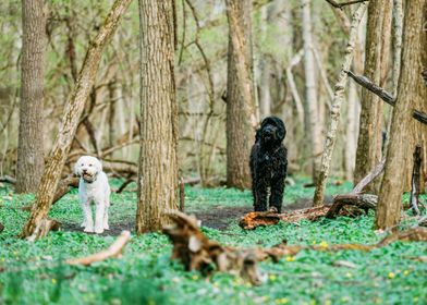 BLACK AND WHITE DOGS