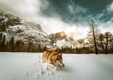 SNOW DOGS HUSKY