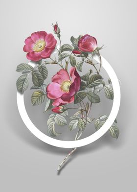 Rose of Love Bloom Flower