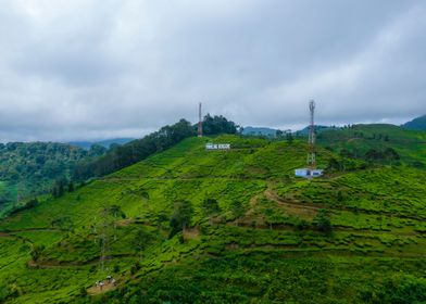 tea plantation