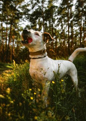 THE DOG IN THE FOREST