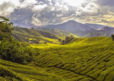 tea plantation