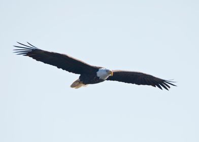 Eagle soaring in blue sky