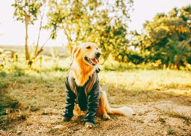 GOLDEN RETRIEVER 