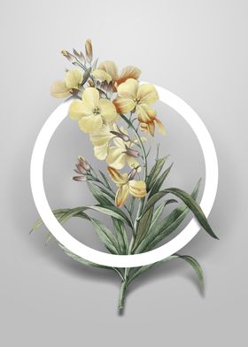 Vintage Cheiranthus Flower