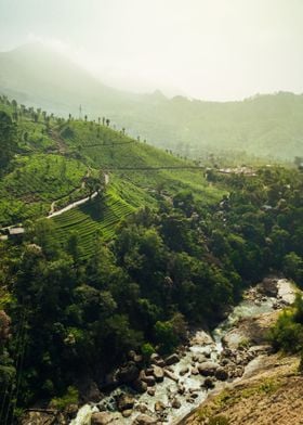 tea plantation