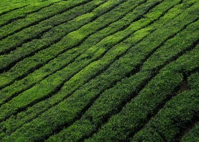 tea plantation