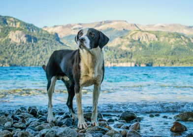 DOGS AND BEACH WATER