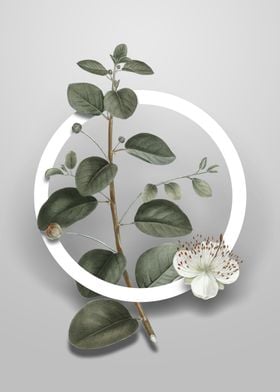 Vintage Caper Plant Flower