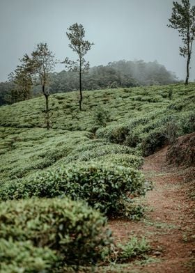 tea plantation