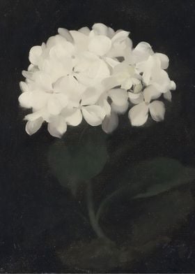 Hydrangea Painting