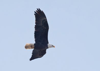 Bald eagle soaring