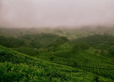 tea plantation