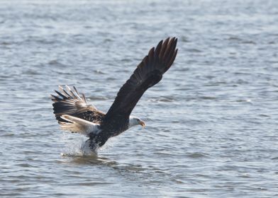 Bald eagle catching fish