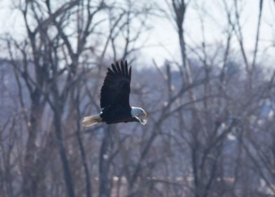 Bald eagle flying by trees