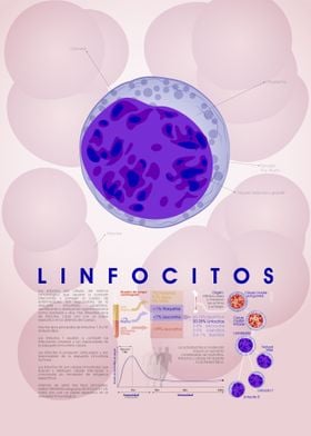 Linfocito