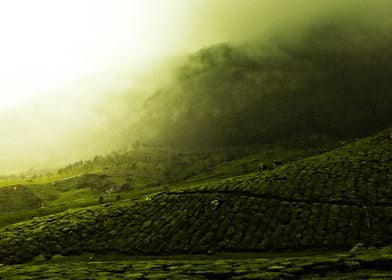 tea plantation