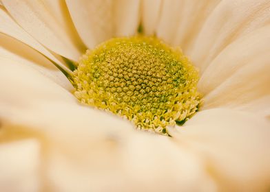 Floating on a flower