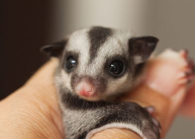 sugar glider