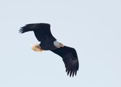 Bald eagle soaring