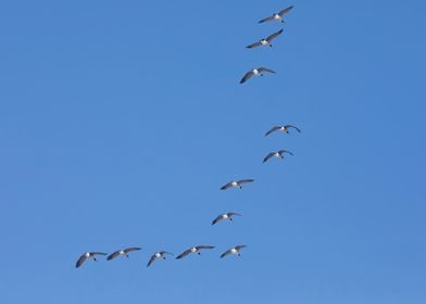 Geese in V