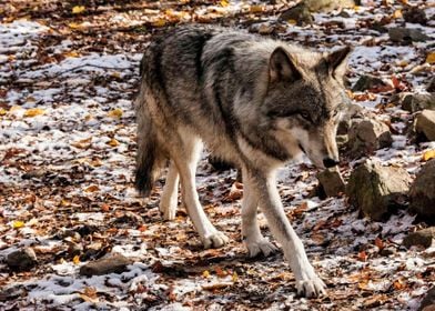 Move Forward Timber Wolf