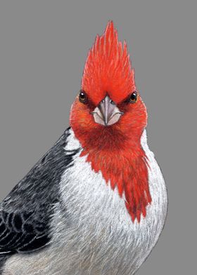 Red crested cardinal