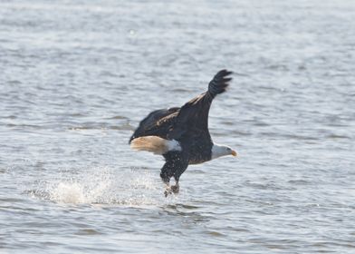 Eagle splashing in water