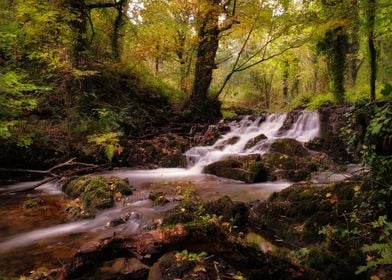 Forest waterfall