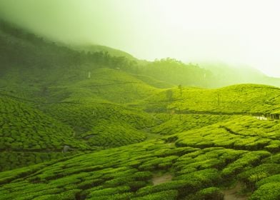 tea plantation