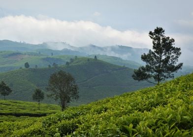 tea plantation