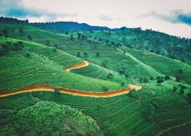 tea plantation