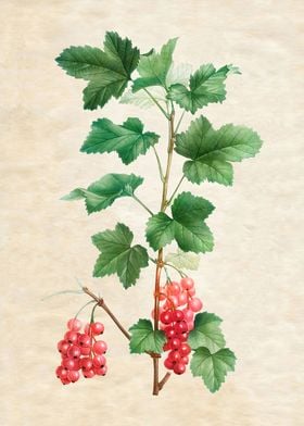 RED BERRIES VINTAGE