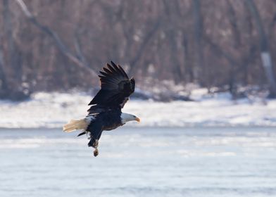 Bald eagle in winter