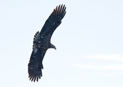 Juvenile bald eagle close