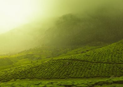 tea plantation