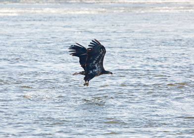 Juvenile bald eagle flying