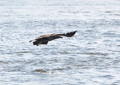 Juvenile eagle fishing