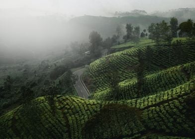 tea plantation