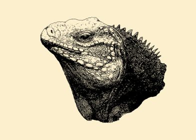 Iguana