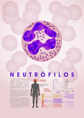 Neutrofilo