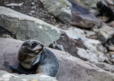 New Zealand fur seal