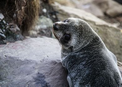 New Zealand fur seal