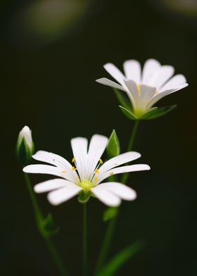 Plants Decoration