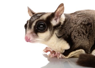 sugar glider