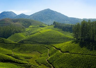 tea plantation